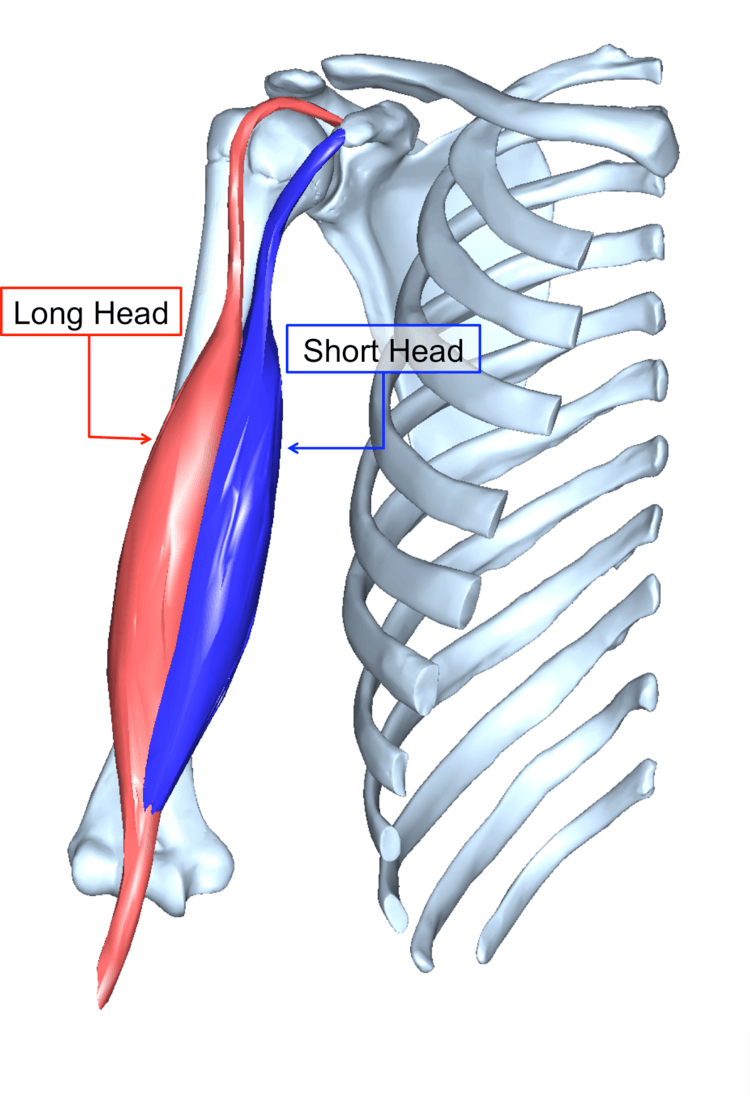 Biceps Tendon Injury