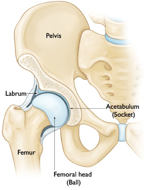 Hip Anatomy