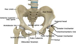 Hip Anatomy