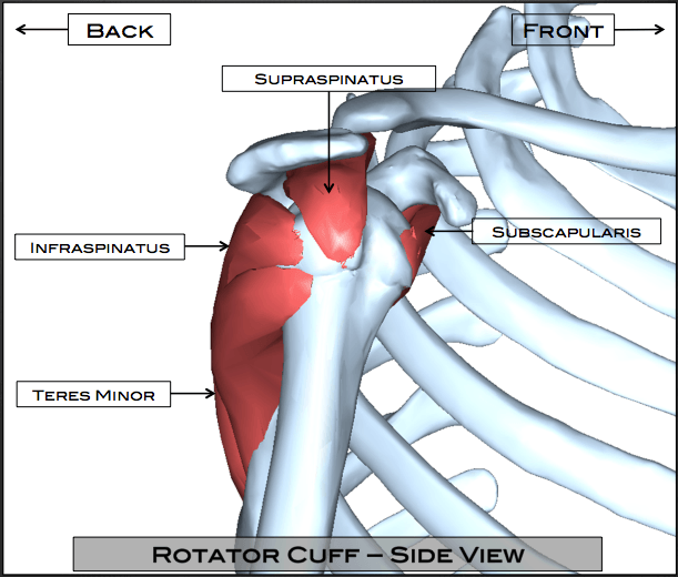 Rotator Cuff Tear